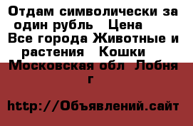 Отдам символически за один рубль › Цена ­ 1 - Все города Животные и растения » Кошки   . Московская обл.,Лобня г.